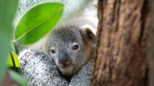 Koala Jungtier «Jingeri»