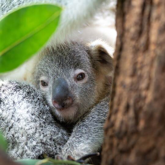 Koala Jungtier «Jingeri»