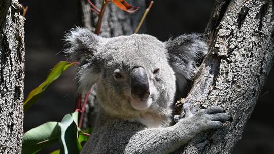Koalas im Zoo Koalas im Zoo