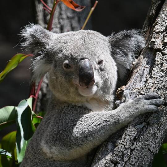 Koalas im Zoo