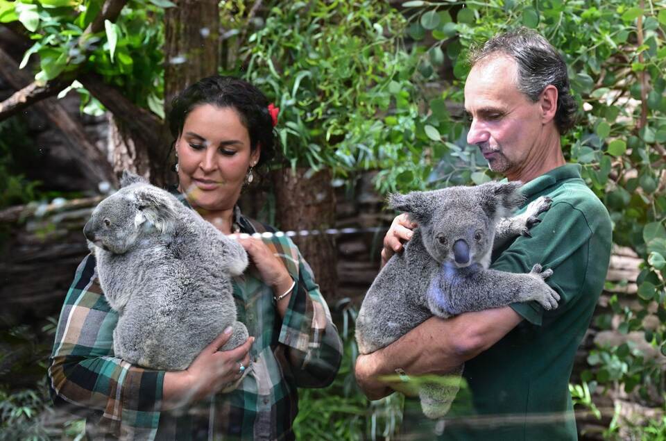Koalas in der Wilhelma Koalas in der Wilhelma
