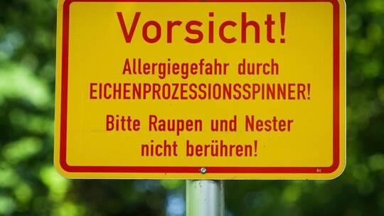 Berliner Volkspark Hasenheide - Eichenprozessionsspinner