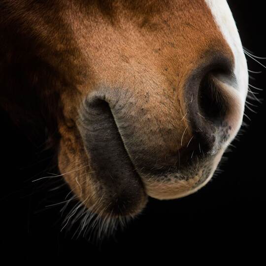 Pferd