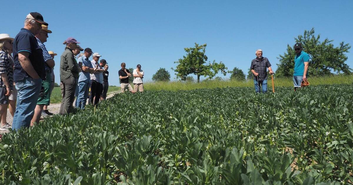Landwirte setzen auf Humus und Artenvielfalt: Feldtag in Neuhausen zeigt Wege gegen den Klimawandel