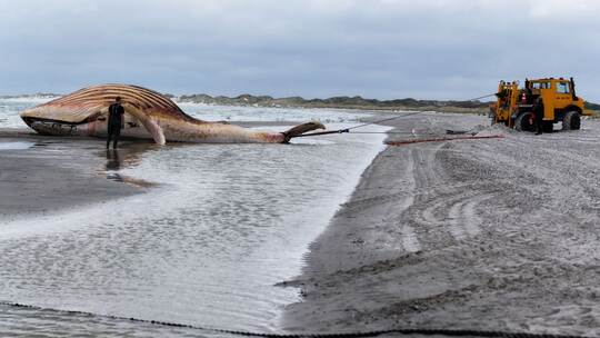 Toter Wal vor dänischer Insel Anholt Toter Wal vor dänischer Insel Anholt