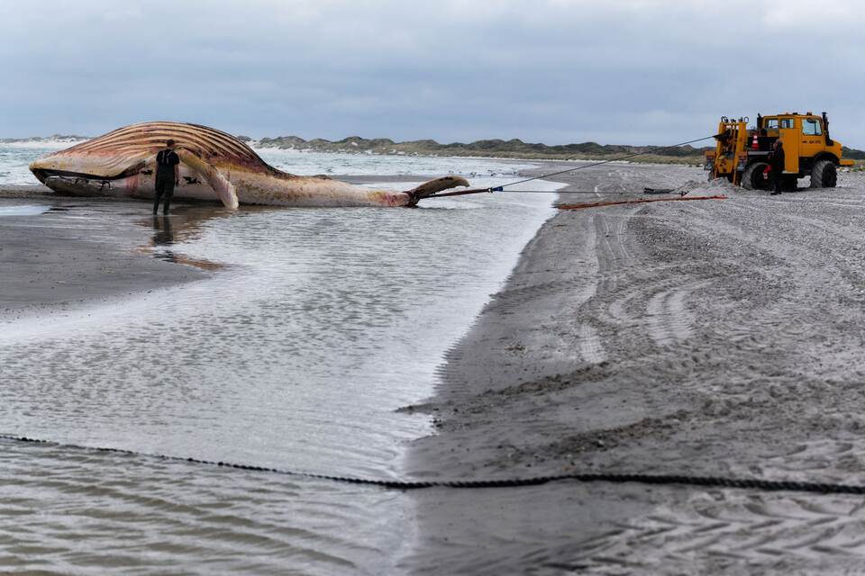 Toter Wal vor dänischer Insel Anholt Toter Wal vor dänischer Insel Anholt