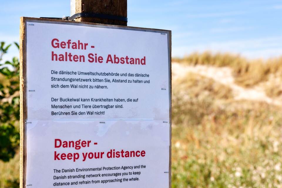 Toter Wal vor dänischer Insel Anholt Toter Wal vor dänischer Insel Anholt