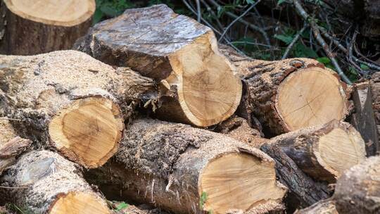 Brennholz aus dem Wald Brennholz aus dem Wald