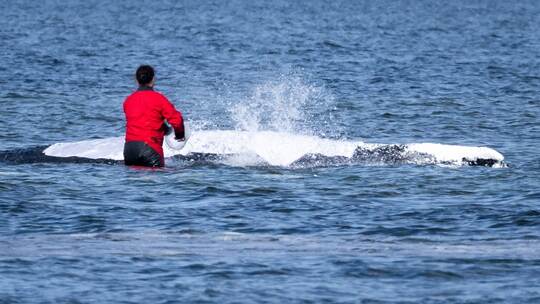 Weitere Entwicklung zum Buckelwal in der Ostsee Weitere Entwicklung zum Buckelwal in der Ostsee