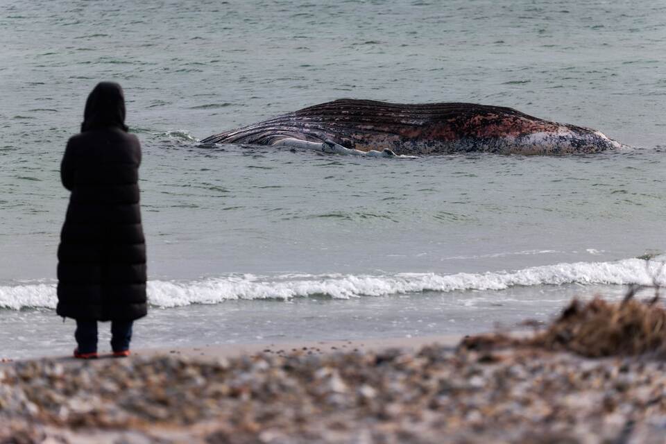 Toter Wal vor dänischer Insel Anholt entdeckt Toter Wal vor dänischer Insel Anholt entdeckt
