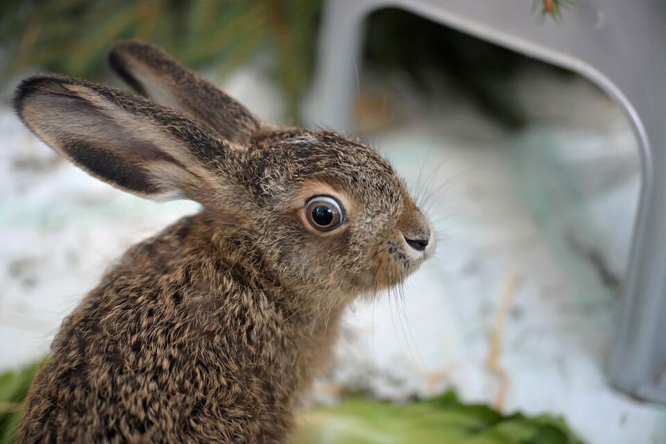 Besuch in einer Wildtier-Auffangstation Besuch in einer Wildtier-Auffangstation