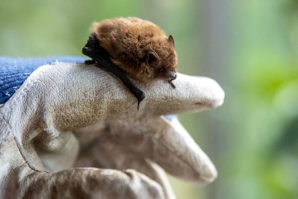 Fledermaus Fledermaus