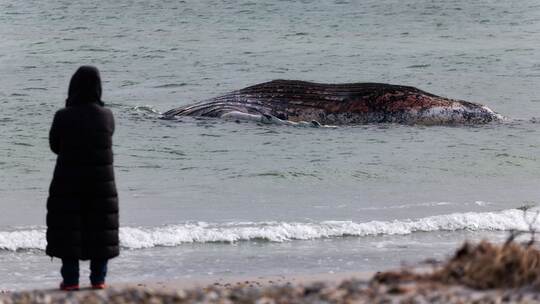 Toter Wal vor dänischer Insel Anholt entdeckt