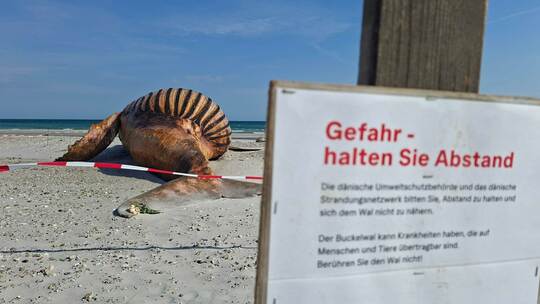 Weitere Entwicklung zum Buckelwal in der Ostsee Weitere Entwicklung zum Buckelwal in der Ostsee