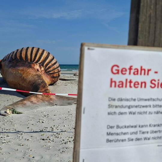 Weitere Entwicklung zum Buckelwal in der Ostsee