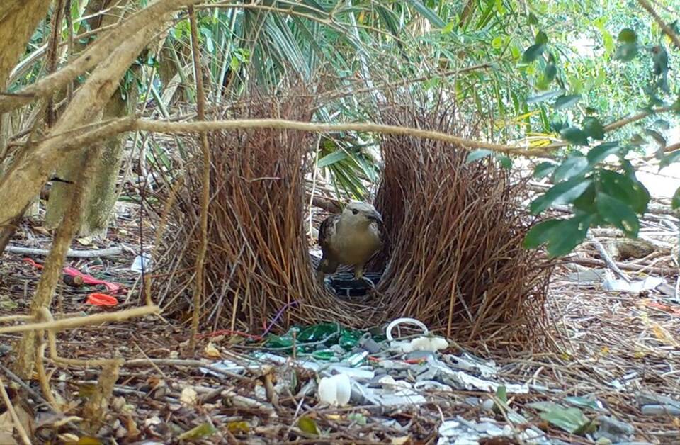 Balzverhalten von australischen Laubenvögeln
