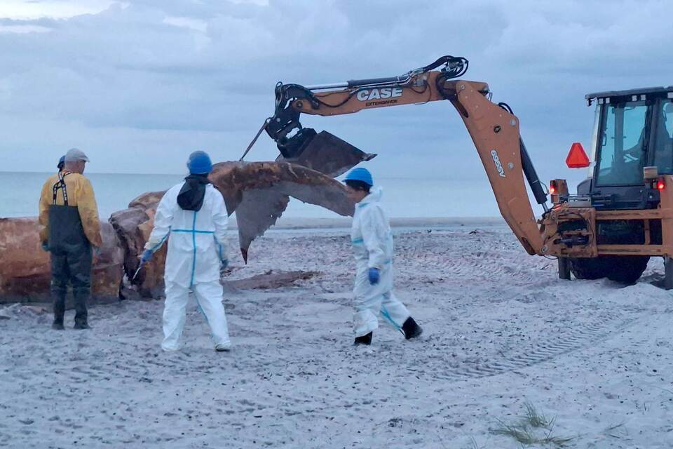 Weitere Entwicklung zum Buckelwal in der Ostsee Weitere Entwicklung zum Buckelwal in der Ostsee