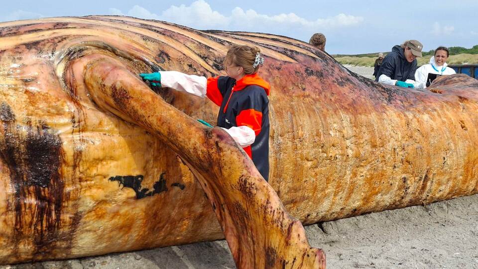 Weitere Entwicklung zum Buckelwal in der Ostsee Weitere Entwicklung zum Buckelwal in der Ostsee