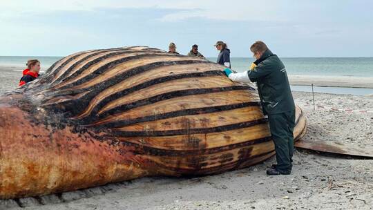 Weitere Entwicklung zum Buckelwal in der Ostsee Weitere Entwicklung zum Buckelwal in der Ostsee