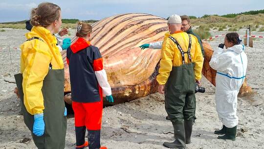Weitere Entwicklung zum Buckelwal in der Ostsee Weitere Entwicklung zum Buckelwal in der Ostsee