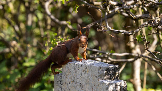 Eichhörnchen Hauptfriedhof