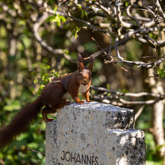 Eichhörnchen Hauptfriedhof