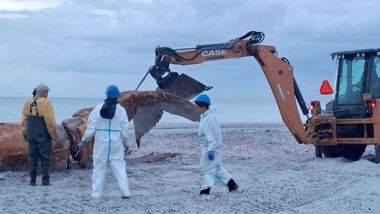 Weitere Entwicklung zum Buckelwal in der Ostsee Weitere Entwicklung zum Buckelwal in der Ostsee