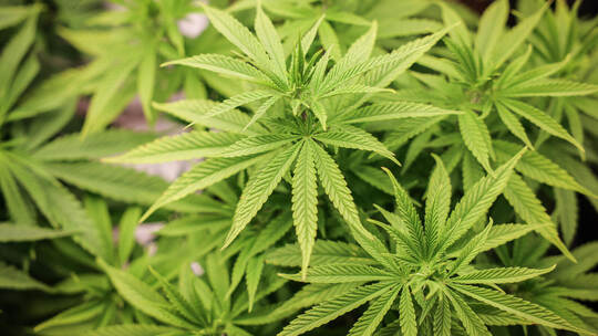 Marihuana sollen vier Angeklagte im Enzkreis gelagert und transportiert haben. DPA | Christian Charisius Seit April 2024 gilt bundesweit eine Cannabis-Teillegalisierung.
