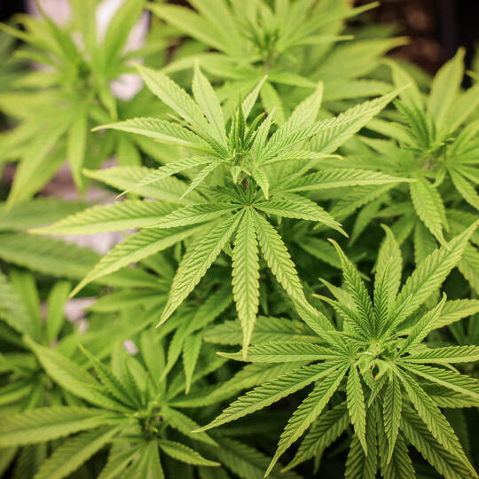 Seit April 2024 gilt bundesweit eine Cannabis-Teillegalisierung.