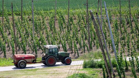 Hopfen Hopfen