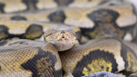 Netzpython Netzpython
