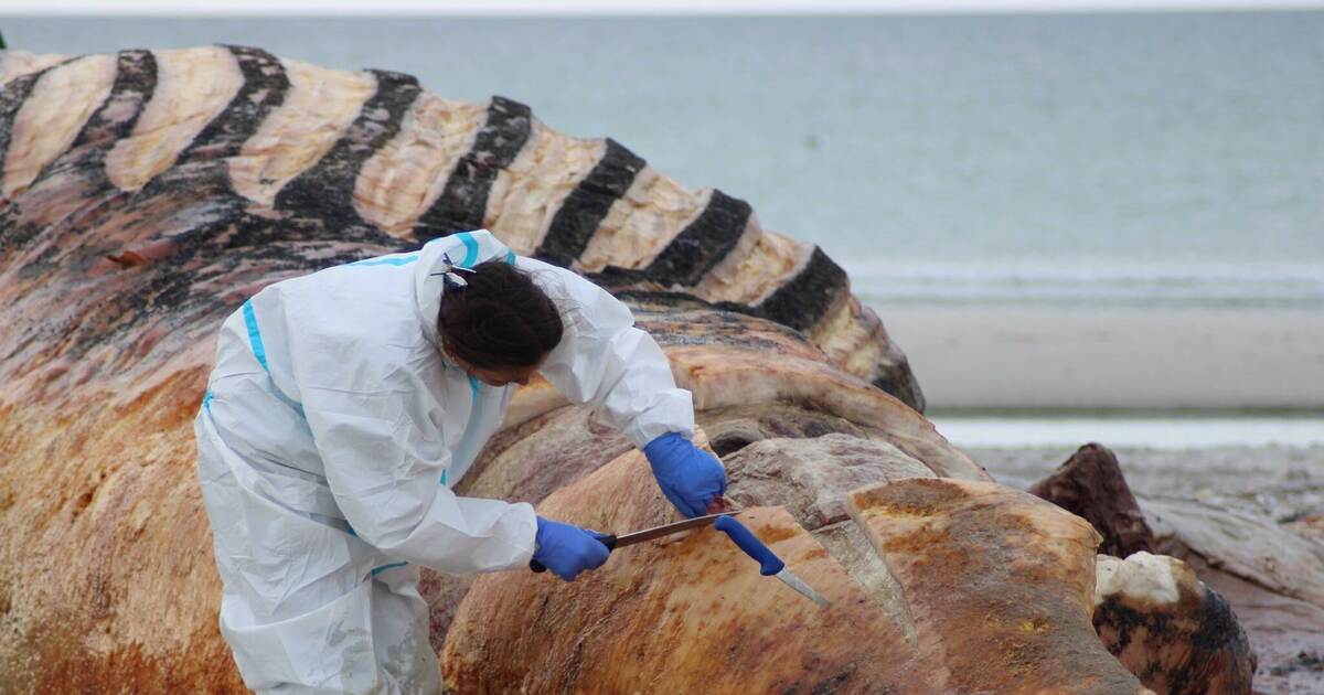 Museums vie for whale remains: Interest in «Timmy» bones