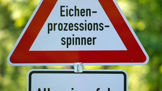 Raupen mit giftigen Haaren Raupen mit giftigen Haaren
