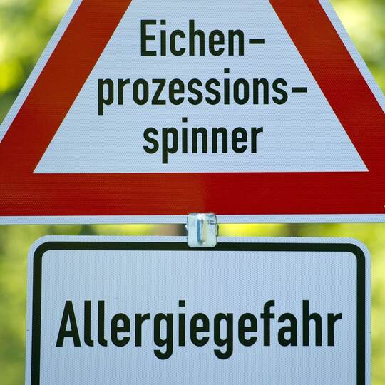 Raupen mit giftigen Haaren