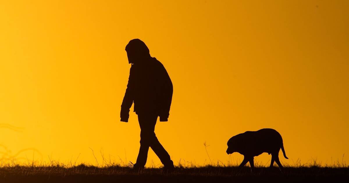Dog bites 84-year-old multiple times - | Senior seriously injured