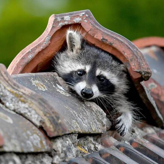 Waschbär