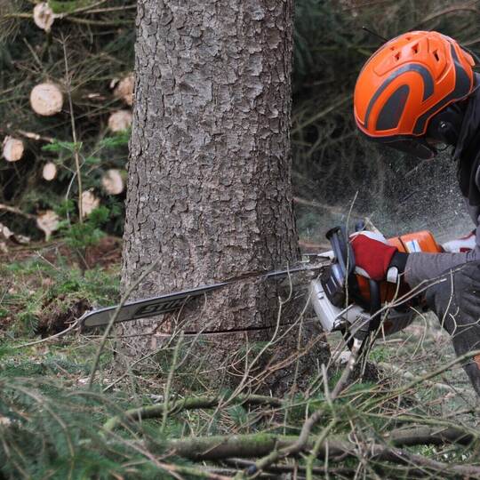 Internationaler Tag des Waldes: Wälder und Wirtschaft