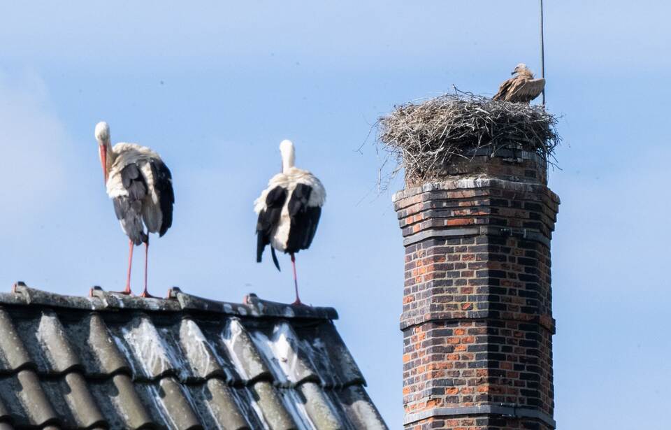 Gänsegeier in Algermissen tötet erneut Jungstörche Gänsegeier in Algermissen tötet erneut Jungstörche
