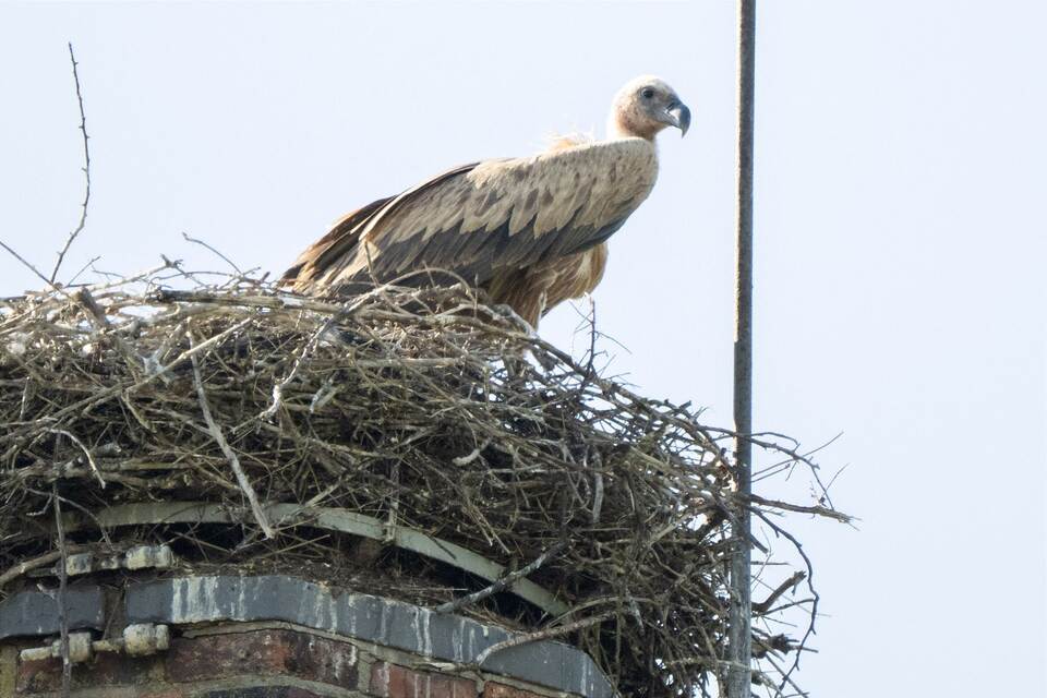 Gänsegeier in Algermissen tötet erneut Jungstörche Gänsegeier in Algermissen tötet erneut Jungstörche