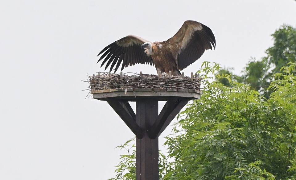 Drama im Storchennest - Gänsegeier frisst Nachwuchs Drama im Storchennest - Gänsegeier frisst Nachwuchs