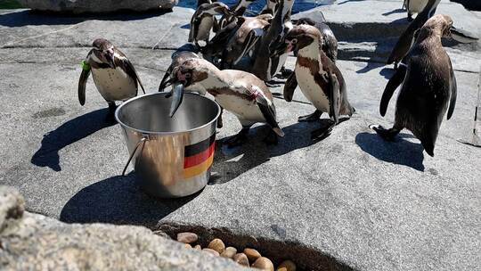 WM-Orakel - Pinguine im Luisenpark in Mannheim WM-Orakel - Pinguine im Luisenpark in Mannheim