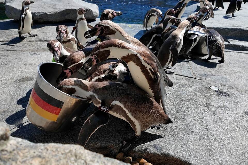 WM-Orakel - Pinguine im Luisenpark in Mannheim WM-Orakel - Pinguine im Luisenpark in Mannheim