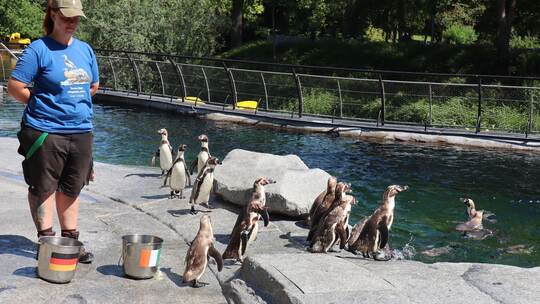 WM-Orakel - Pinguine im Luisenpark in Mannheim WM-Orakel - Pinguine im Luisenpark in Mannheim