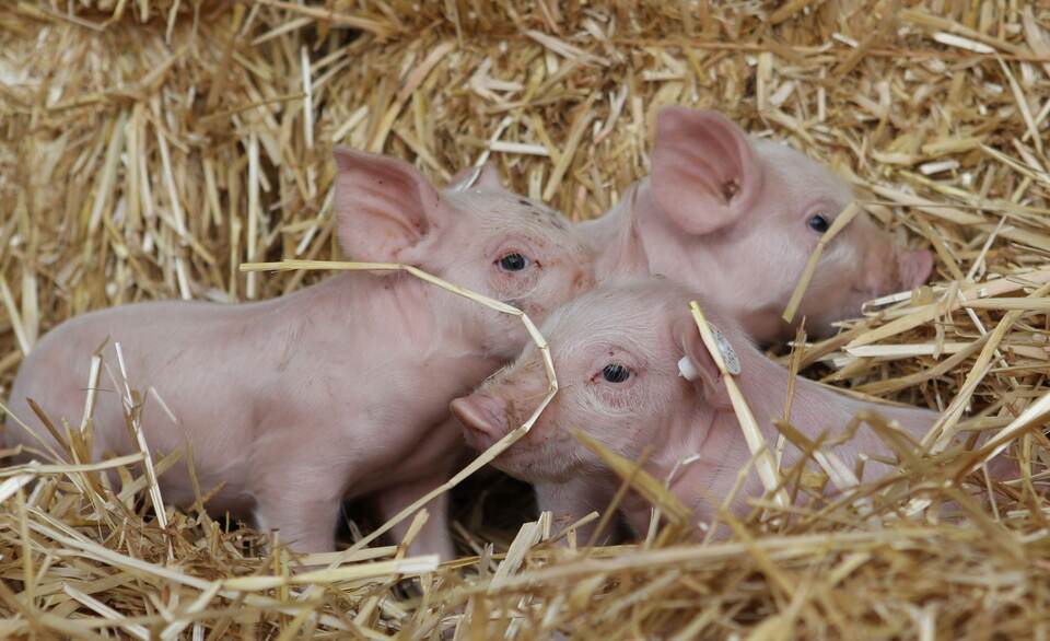 Drei Schweinchen Drei Schweinchen