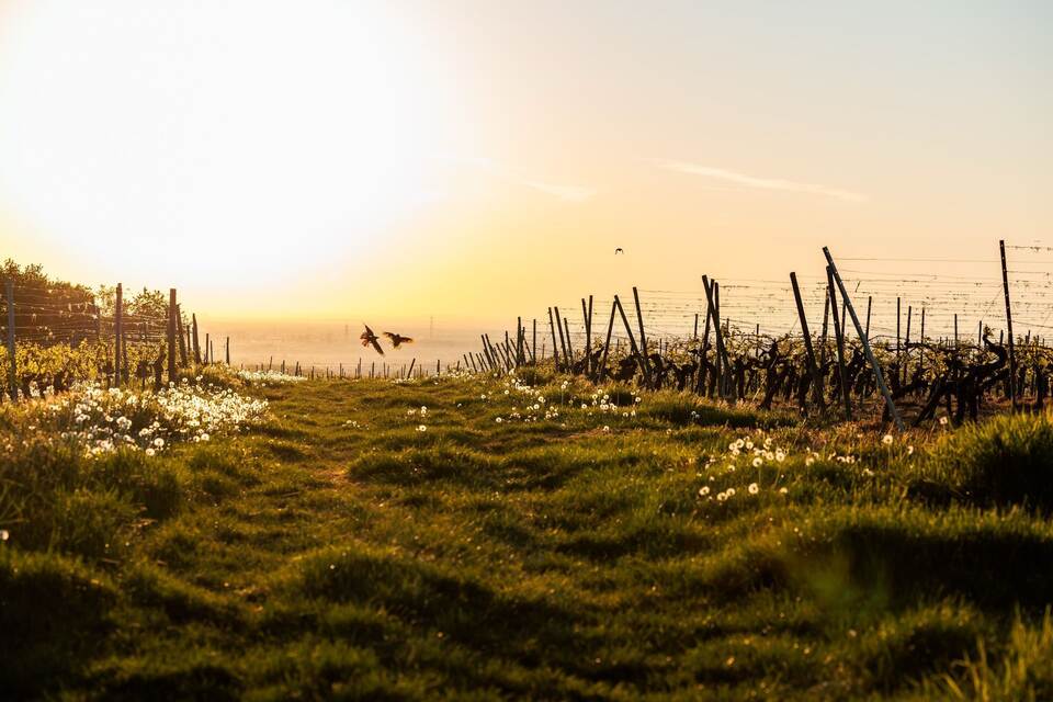 Sonnenaufgang in Rheinland-Pfalz Sonnenaufgang in Rheinland-Pfalz