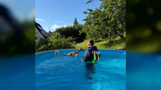 Ein Feuerwehrmann rettet ein Rehkitz aus einem Pool Ein Feuerwehrmann rettet ein Rehkitz aus einem Pool