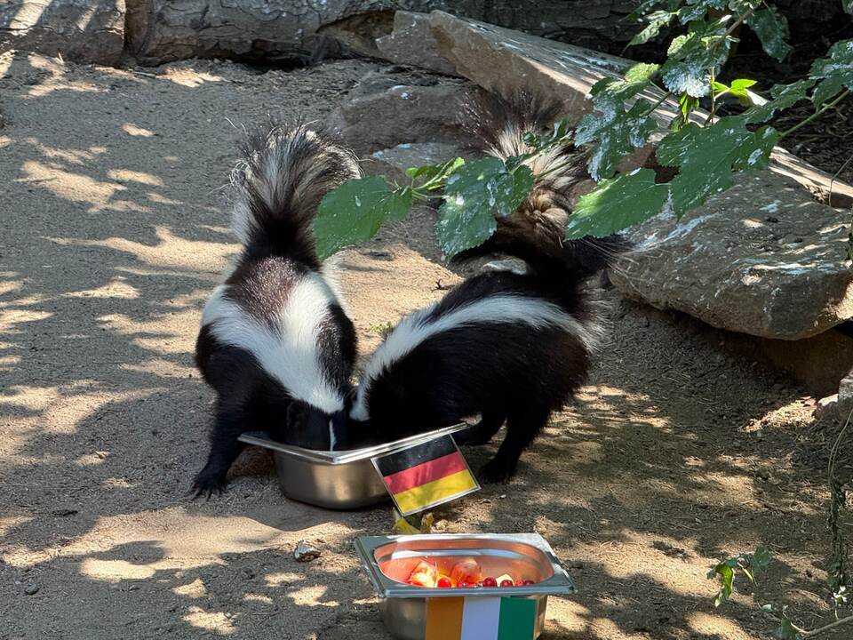 Stinktiere orakeln für das WM-Spiel gegen die Elfenbeinküste Stinktiere orakeln für das WM-Spiel gegen die Elfenbeinküste