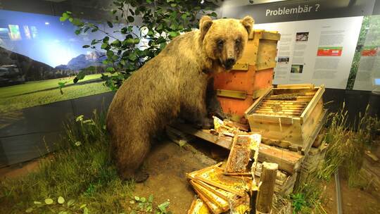 Braunbär "Bruno" Braunbär "Bruno"