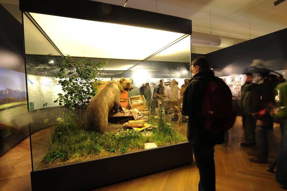 Braunbär "Bruno" ausgestopft im Museum Braunbär "Bruno" ausgestopft im Museum
