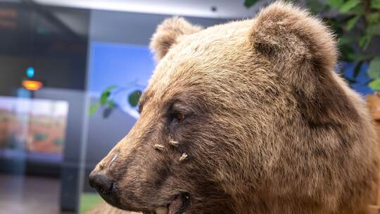 Braunbär Bruno Braunbär Bruno